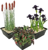 vdvelde.com - Vijverplanten Set - Donkere Waterplanten - Combi set - 12 planten - Plaatsing: -1 tot -10 cm