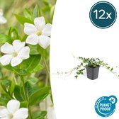 FloraFiesta - Witte Maagdenpalm - Vinca minor Alba - Set van 12 - Hoogte 15-20cm - Potmaat Ø9cm
