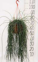 Plantenboetiek.nl | Rhipsalis Flocosa - Ø20cm - 60cm hoog - Kamerplant - Groenblijvend - Cactus & Vetplanten