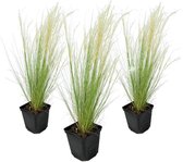 Plant in a Box - Stipa tenuifolia 'Pony Tails' - Set van 3 Stipa 'ponytail' grassen - Verdergras - Pot 9cm - Hoogte 20-30cm