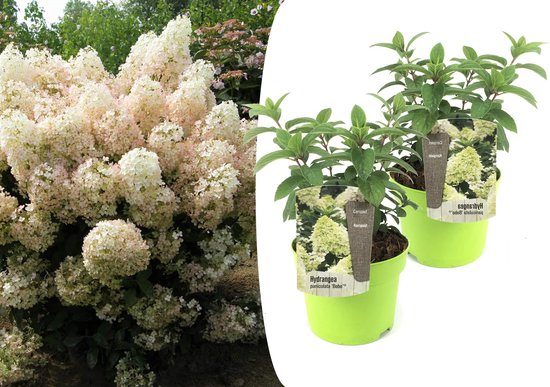 Foto: Plant in a box hydrangea paniculata bobo set van 2 verkleurende pluimhortensia winterhard pot 19cm hoogte 25 40cm