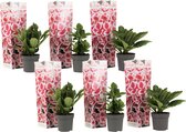 Plant in a Box - Hydrangea bicolor 'Camilla' Roze - Set van 6 - Tweekleurige hortensia - Pot 9cm - Hoogte 25-40cm