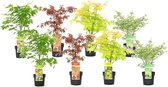Plant in a Box - Japanse Esdoorn bomen winterhard - Set van 8 - Acer palmatum 'Atropurpureum', 'Going Green', 'Orange Dream', 'Butterfly' - Pot 10,5cm - Hoogte 25-40cm