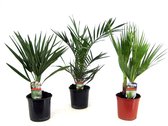 Plant in a Box - Buiten Palmbomen Mix - Set van 3 stuks - Pot ⌀15 cm -Hoogte ↕ 50-60cm