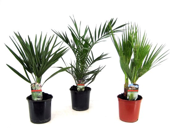 heb vertrouwen had het niet door glans Plant in a Box - Buiten Palmbomen Mix - Mix van 3 planten - Pot 15cm -  Hoogte 50-70cm | bol.com
