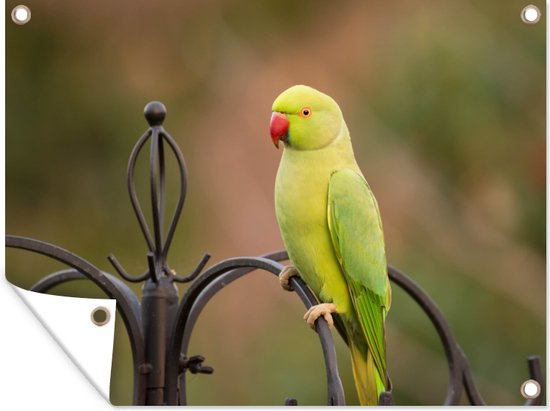 Foto: Tuin decoratie een groene halsbandparkiet op een kooi tegen een vervaagde achtergrond 40x30 cm tuindoek buitenposter