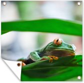 Poster de Jardin Grenouilles dans la nature du Costa Rica - 200x200 cm - Toile jardin - Poster extérieur