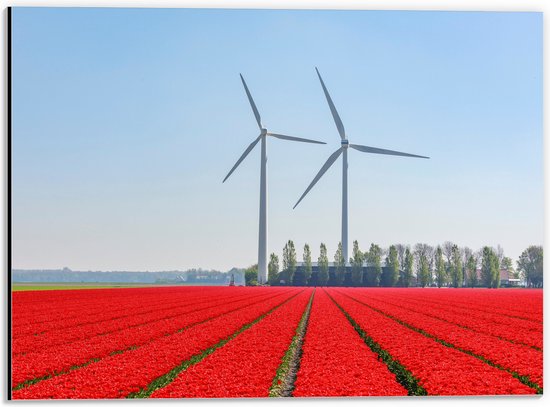 WallClassics - Dibond - Windmolens Langs een Rood Tulpen Veld - 40x30 cm Foto op Aluminium (Met Ophangsysteem)