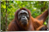 Tuinposter – Orang-Oetan Vrouwtje in de Bossen - 90x60 cm Foto op Tuinposter (wanddecoratie voor buiten en binnen)