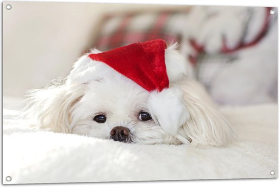 WallClassics - Tuinposter – Wit Hondje met Kerstmutsje op - 105x70 cm Foto op Tuinposter  (wanddecoratie voor buiten en binnen)