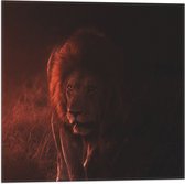 WallClassics - Drapeau – Lion furtif dans un ciel orange – 50 x 50 cm Photo sur drapeau en polyester