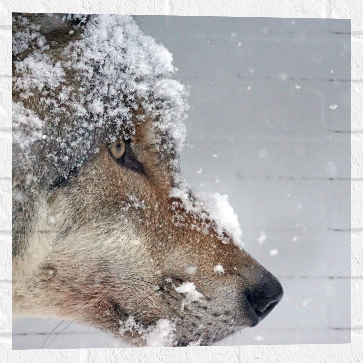 Muursticker - Vlokken Sneeuw op Kop van Geconcentreerde Wolf - 50x50 cm Foto op Muursticke