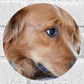 WallClassics - Muursticker Cirkel - Sipkijkende Liggende Puppy - 20x20 cm Foto op Muursticker