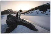 WallClassics - Dibond - Hond op een Rots in de Sneeuw tussen de Bergen - 60x40 cm Foto op Aluminium (Wanddecoratie van metaal)