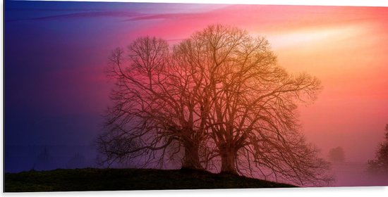 Dibond - Twee Grote Kale Bomen op Heuvel tijdens Ondergaande Zon - 100x50 cm Foto op Aluminium (Met Ophangsysteem)