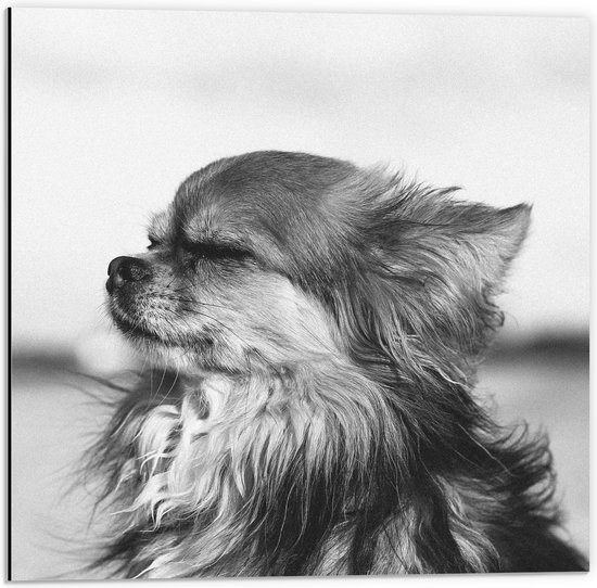 WallClassics - Dibond - Hondje Geniet van het Weer Zwart - Wit - 50x50 cm Foto op Aluminium (Met Ophangsysteem)