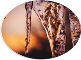 WallClassics - PVC Schuimplaat Ovaal - IJspegels - 28x21 cm Foto op Ovaal (Met Ophangsysteem)