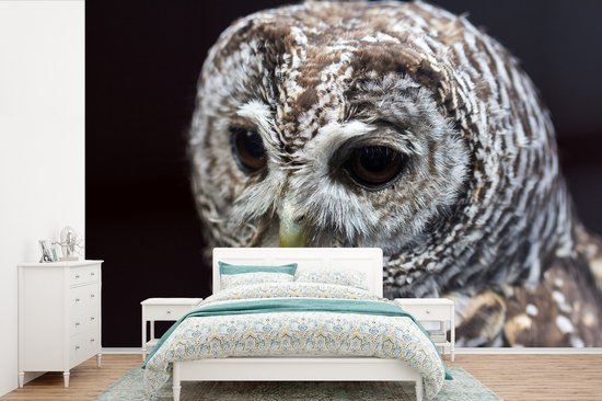 Papier peint photo vinyle - Chouette hulotte sur fond noir largeur 330 cm x hauteur 220 cm - Tirage photo sur papier peint (disponible en 7 tailles)