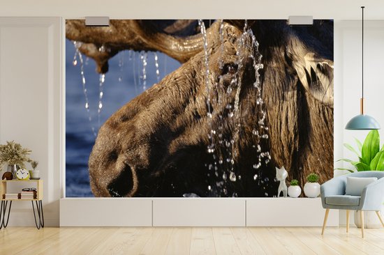 Papier peint photo vinyle - Gros plan d'un orignal dans l'eau largeur 390 cm x hauteur 260 cm - Tirage photo sur papier peint (disponible en 7 tailles)