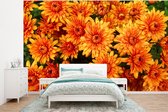 Behang - Fotobehang Bloemen - Oranje - Chrysant - Breedte 295 cm x hoogte 220 cm