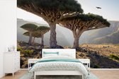 Behang - Fotobehang Drakenbloedboom in rotsachtig landschap in Jemen - Breedte 390 cm x hoogte 260 cm