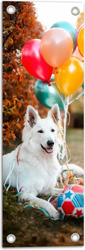 WallClassics - Tuinposter – Liggende Hond met Bal en Ballonnen - 20x60 cm Foto op Tuinposter (wanddecoratie voor buiten en binnen)