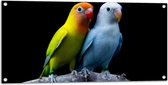 Tuinposter – Oranje-Gele Vogel met Blauwe Vogel op Tak tegen Zwarte Achtergrond - 100x50 cm Foto op Tuinposter (wanddecoratie voor buiten en binnen)