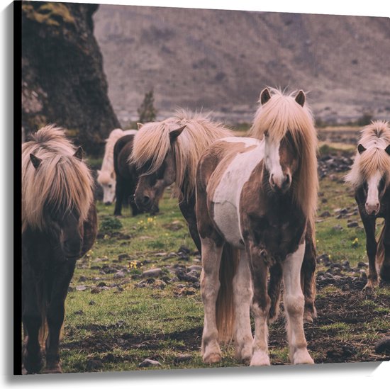 WallClassics - Canvas - Kudde Friese Paarden - 100x100 cm Foto op Canvas Schilderij (Wanddecoratie op Canvas)