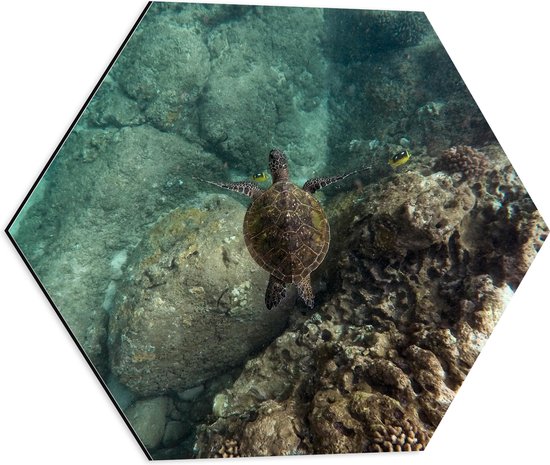WallClassics - Dibond Hexagon - Kleine Schildpad zwemmend in de Zee - 50x43.5 cm Foto op Hexagon (Met Ophangsysteem)
