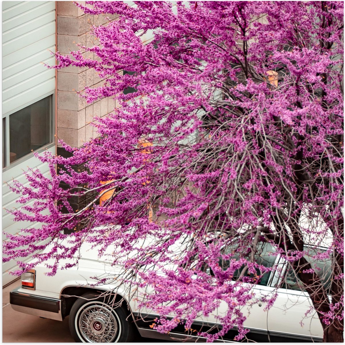 Poster Glanzend – Roze Bloesemboom boven Witte Auto - 50x50 cm Foto op Posterpapier met Gl