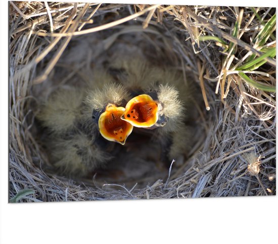 Dibond - Baby Vogels in Nest met Open Bek voor Eten - 100x75 cm Foto op Aluminium (Met Ophangsysteem)