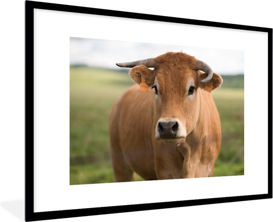 Cadre photo - Vache brune avec cornes cadre photo noir avec passe-partout blanc 60x90 90x60 cm - Affiche sous cadre (Décoration murale salon / chambre)