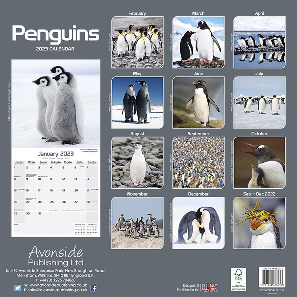 Pinguin Kalender 2023  bol.com