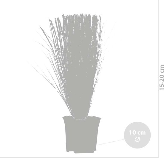 6x Stipa tenuifolia 'Ponytails' - Vedergras - Siergrassen - Winterhard - ⌀10.5 cm - 15-20 cm - Bloomique