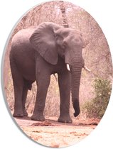 WallClassics - PVC Schuimplaat Ovaal - Olifant met Natte Slurf - 21x28 cm Foto op Ovaal  (Met Ophangsysteem)