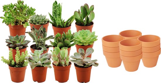 ZynesFlora - Mini Succulenten Mix - 12 Stuks - Ø 8,1 cm Terracotta Bloempotten - 5-10 cm