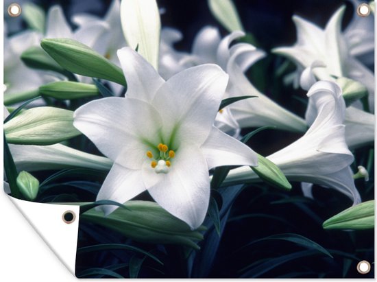 Tuinposter 40x30 cm - Tuindecoratie Close-up van lelie bloemen - Poster voor in de tuin - Buiten decoratie - Schutting tuinschilderij - Tuindoek muurdecoratie - Wanddecoratie balkondoek
