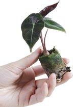 PLNTS - Baby Alocasia Longiloba Watsoniana - Kamerplant - Stekplantje 3 cm - Hoogte 10 cm