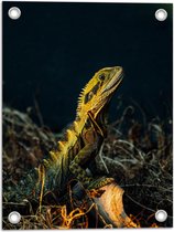 WallClassics - Poster de Jardin - Lézard dans le Noir - 30x40 cm Photo sur Poster de Jardin (décoration murale pour l'extérieur et l'intérieur)