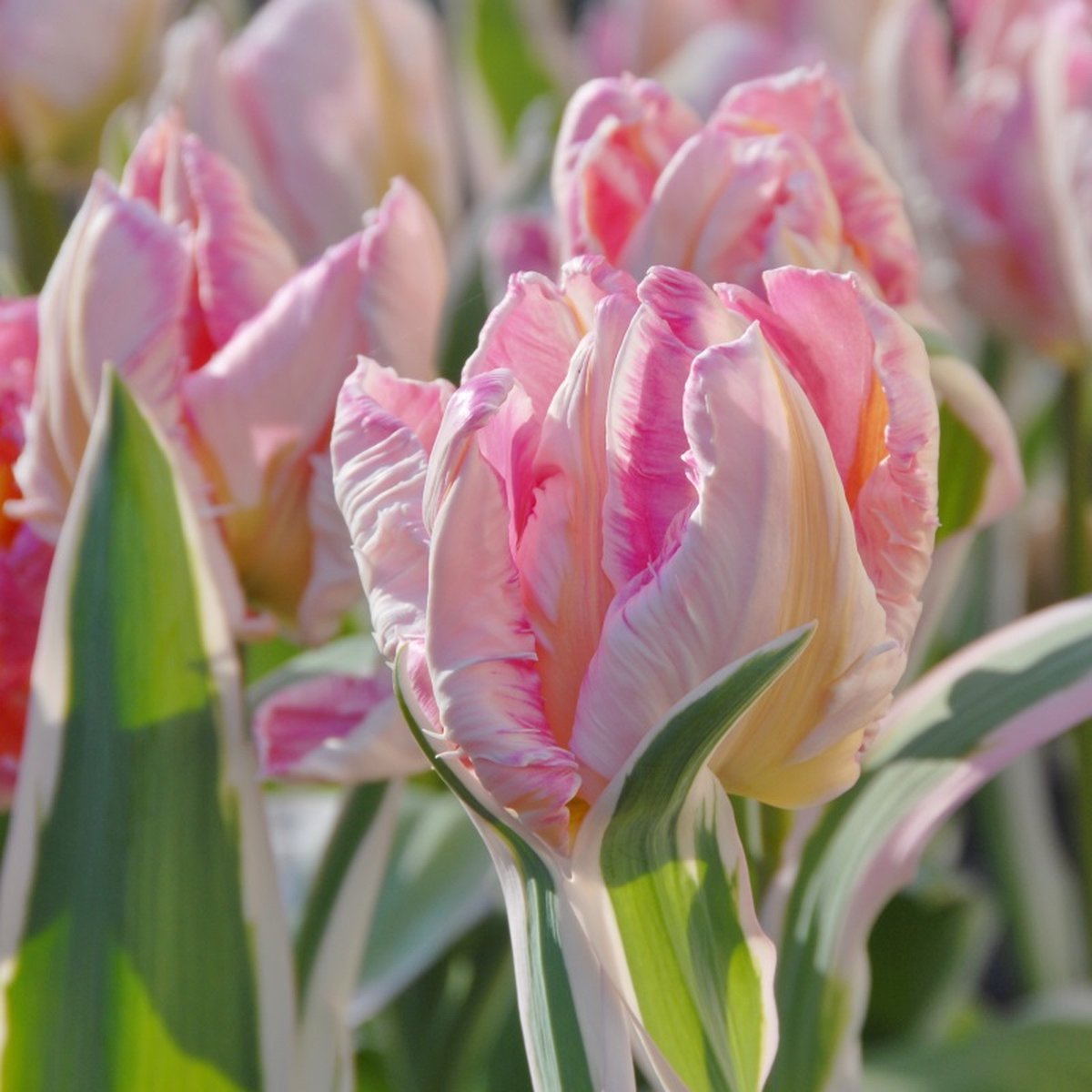 Tulp Elsenburg | 10 stuks | Parkiet | Roze | Tulpenbollen