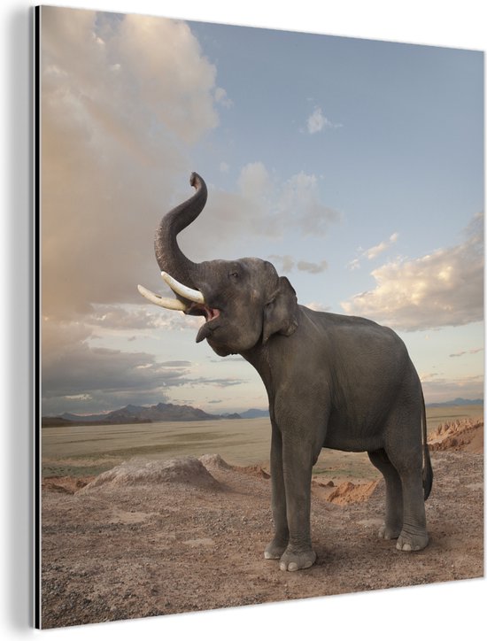 Wanddecoratie Metaal - Aluminium Schilderij - Trompetterende olifant in de woestijn