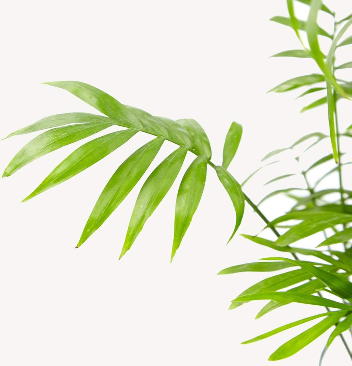 Hydroplant Chamaedorea Elegans