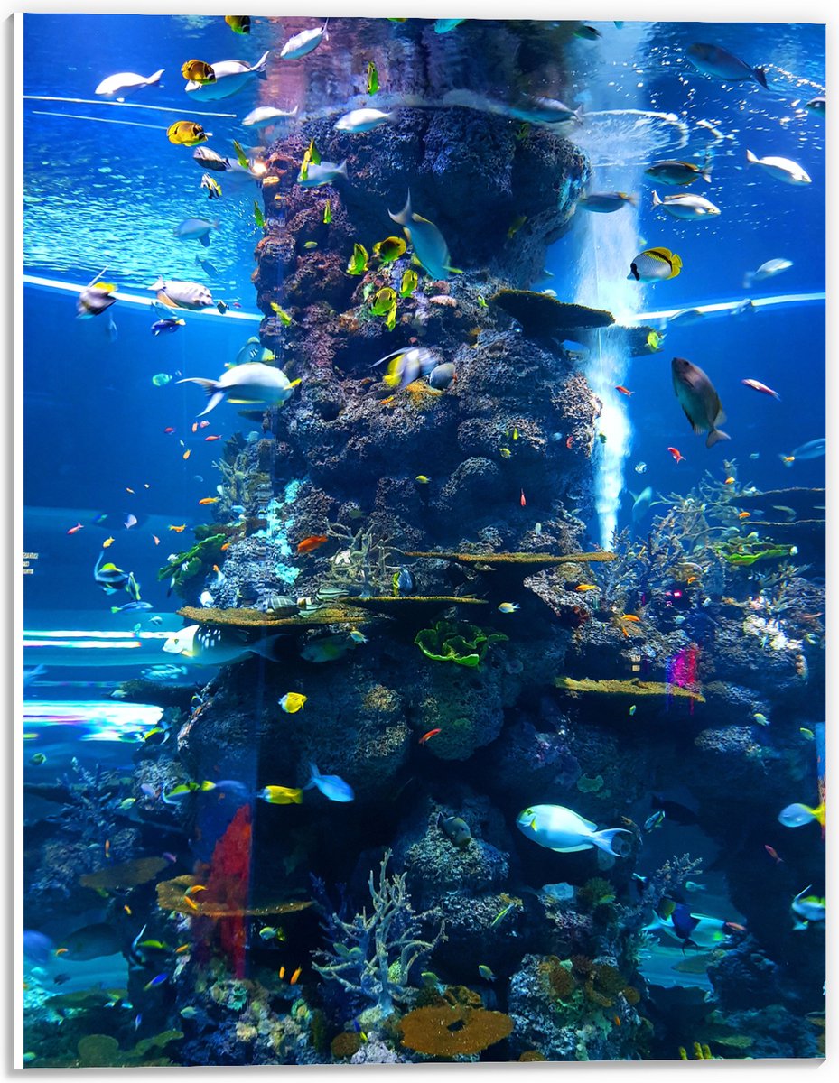 PVC Schuimplaat- Prachtig Aquarium met mooie Vissen - 30x40 cm Foto op PVC Schuimplaat