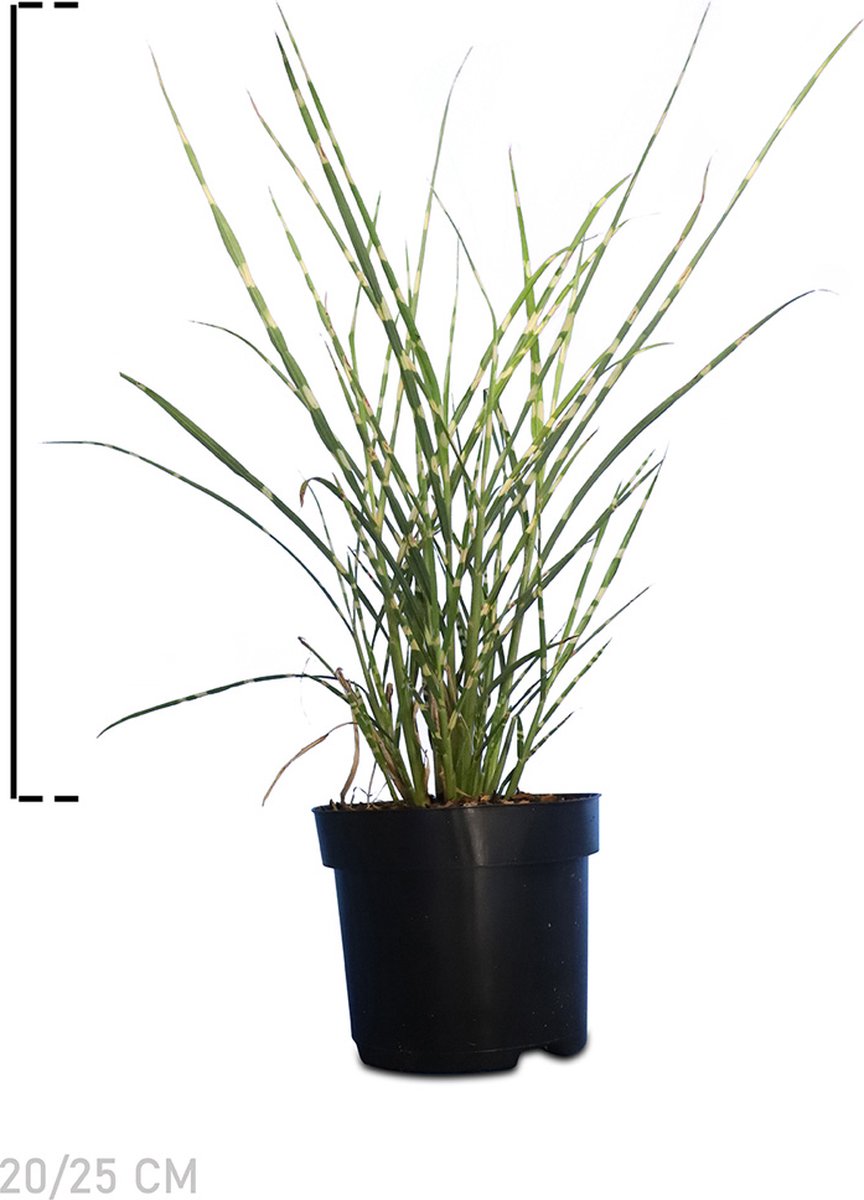 Plants Online - Tuinplanten - Siergrassen - Tijgergras - Prachtriet - Pot 20-25 cm - set van 10 - Groeit opgaand - Weinig onderhoud - Zeer winterhard