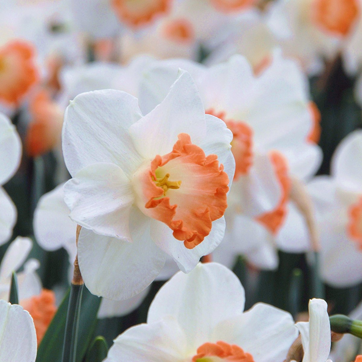 Narcis Pink Charm | 10 stuks | Large cup | Oranje | Wit
