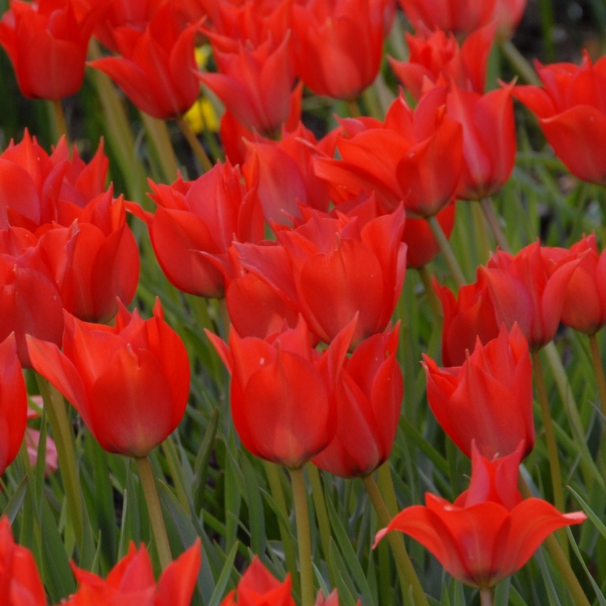 Tulp Linifolia | 10 stuks | Specie | Rood | Tulpenbollen