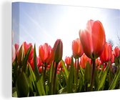 Tulipes rouges au soleil Toile 60x40 cm - Tirage photo sur toile (Décoration murale salon / chambre) / Peintures Fleurs sur toile