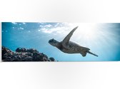 WallClassics - PVC Schuimplaat - Schilpad Zwemmend onder Water - 60x20 cm Foto op PVC Schuimplaat (Met Ophangsysteem)