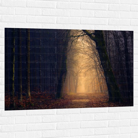 WallClassics - Muursticker - Mysterieus licht in Duister Bos - 120x80 cm Foto op Muursticker