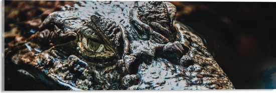 WallClassics - Acrylglas - Krokodil in het Water - 60x20 cm Foto op Acrylglas (Wanddecoratie op Acrylaat)